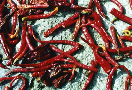 Chili